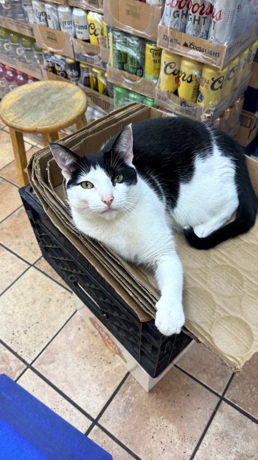 Real bodega cat from NYC